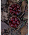 Nikl Boilies v dipu Gigantica 250g Nikl Boilies v dipu Gigantica 250g