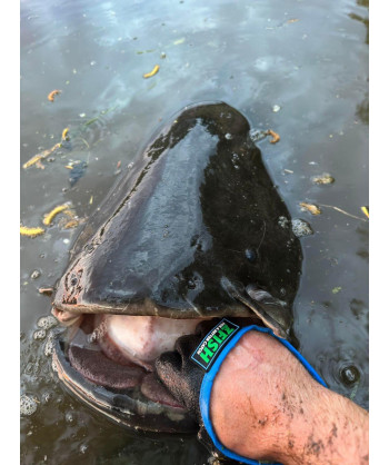 ZFISH Sumcová rukavice Catfish Glove