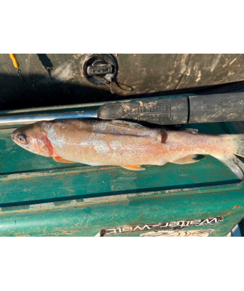 BlackCat Dead Bait Puncher L: 40cm