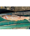 BlackCat Dead Bait Puncher L: 40cm