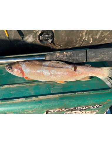 BlackCat Dead Bait Puncher L: 40cm