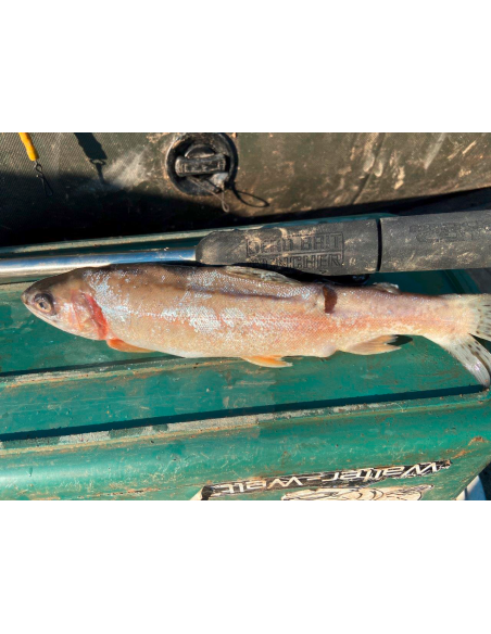BlackCat Dead Bait Puncher L: 40cm