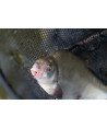 Preston Floater Disgorger Baiting Needle